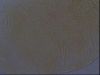Echiniscus aliquantillus image