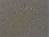 Echiniscus wendti image