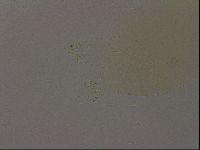 Echiniscus wendti image