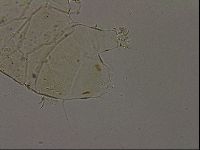 Echiniscus becki image