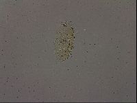 Echiniscus becki image