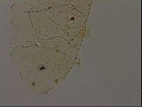 Echiniscus becki image