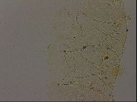 Echiniscus becki image