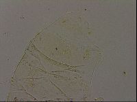 Echiniscus becki image