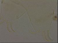 Echiniscus becki image