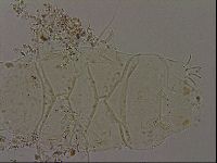 Echiniscus becki image