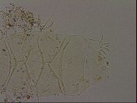 Echiniscus becki image