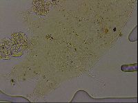 Echiniscus becki image