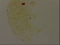 Echiniscus becki image