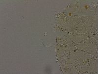 Echiniscus becki image