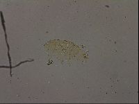 Echiniscus becki image
