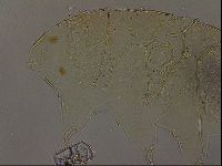 Echiniscus becki image