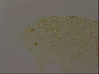 Echiniscus becki image