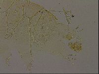 Echiniscus becki image
