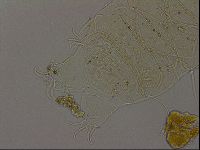 Echiniscus becki image
