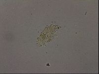 Echiniscus becki image