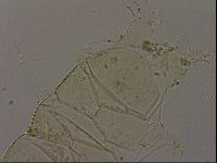 Echiniscus becki image