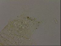 Echiniscus becki image