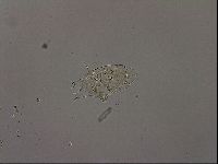 Echiniscus becki image