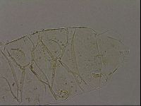 Echiniscus becki image