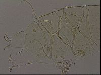 Echiniscus becki image