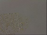 Echiniscus becki image
