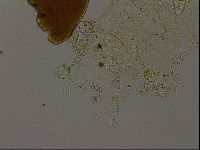 Echiniscus becki image
