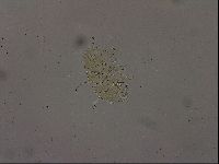 Echiniscus becki image