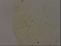 Echiniscus becki image