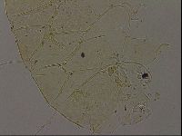 Echiniscus becki image