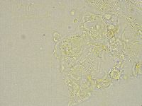 Echiniscus becki image