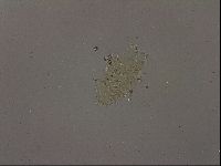 Echiniscus becki image