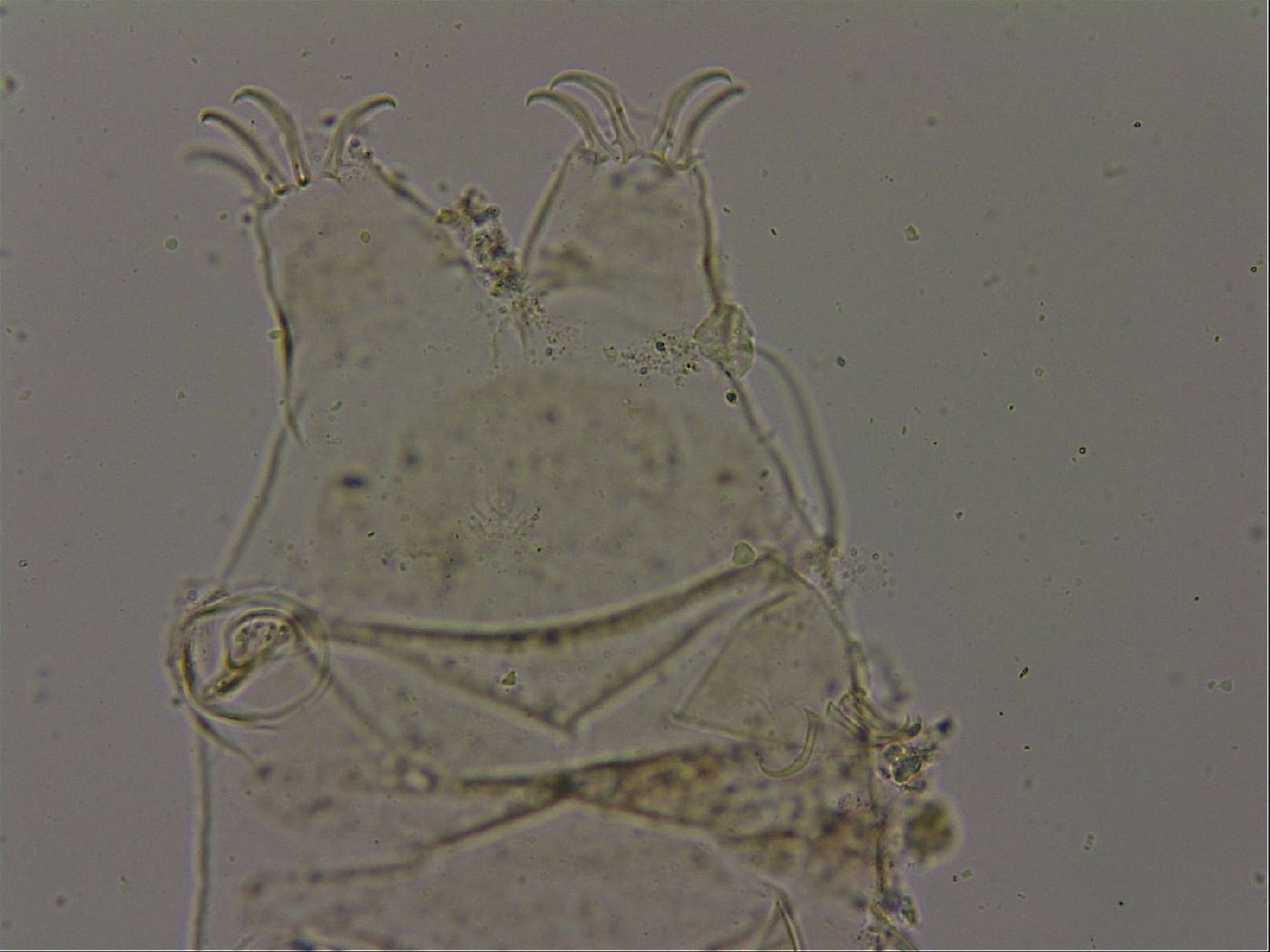 Echiniscus becki image