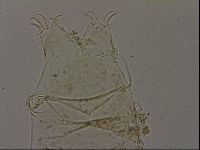 Echiniscus becki image