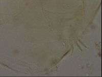 Echiniscus becki image