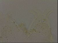 Echiniscus becki image