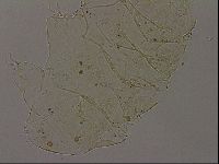 Echiniscus becki image