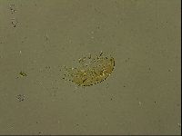 Echiniscus becki image