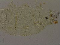 Echiniscus becki image