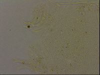 Echiniscus becki image