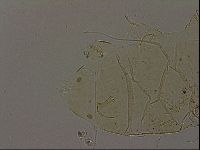 Echiniscus becki image