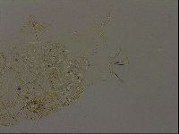 Echiniscus becki image