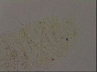 Echiniscus becki image