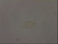 Echiniscus becki image