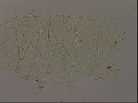 Echiniscus becki image