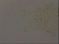 Echiniscus becki image