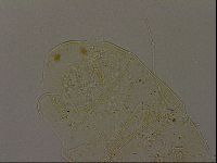 Echiniscus becki image