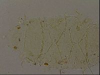 Echiniscus becki image