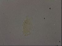 Echiniscus becki image
