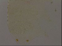 Echiniscus becki image